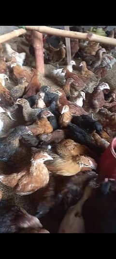 Golden Misri 2 Month old chicks active & vaccinated chicks available