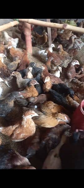 Golden Misri 3+ Month old chicks active & vaccinated chicks available 0