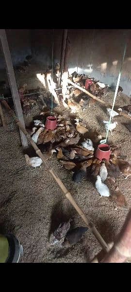 Golden Misri 3+ Month old chicks active & vaccinated chicks available 2