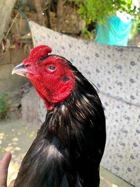 mushka breeder & 2 mushki hens for sale read ad below 2