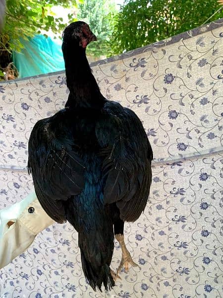 mushka breeder & 2 mushki hens for sale read ad below 6