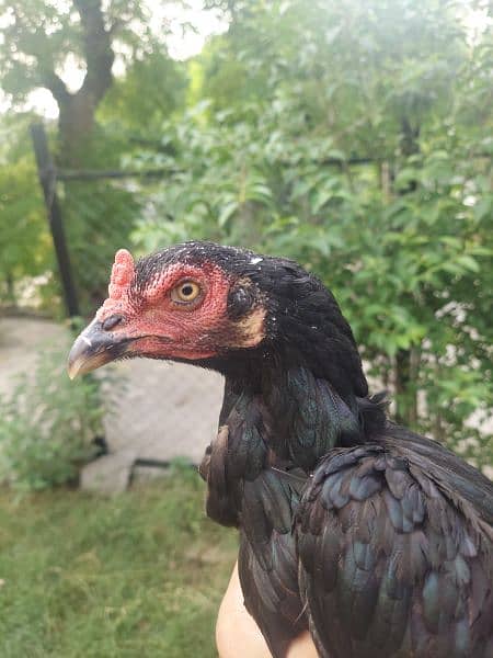 mushka breeder & 2 mushki hens for sale read ad below 8