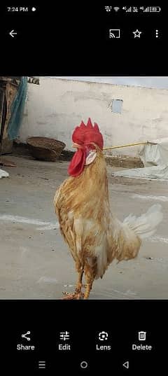 Cock for Sale