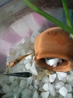 Molly fish breeder pair and plastic bowel