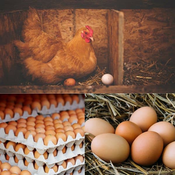 pure Desi hens eggs are available at price 40 1