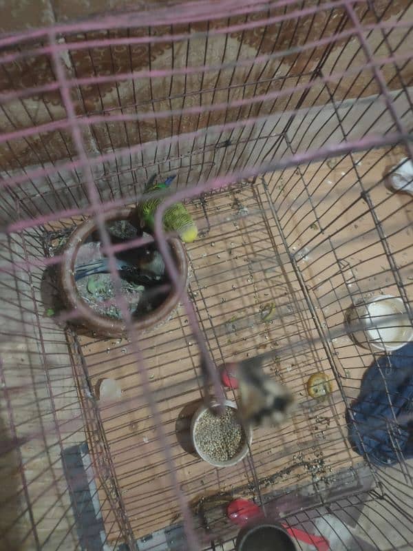 4 lovebirds/australian parrots egg laying pair 1