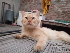 Persian Male Cat For Sale | Triple Coat | Litter Train 0