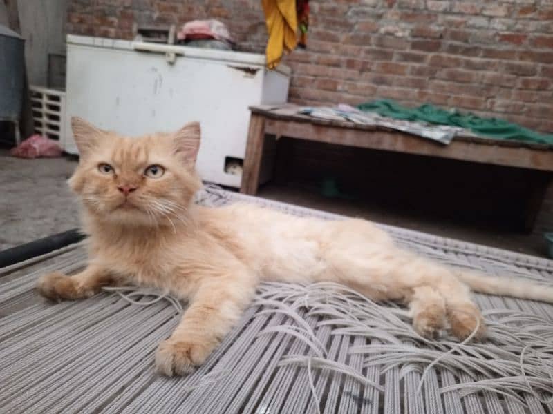 Persian Male Cat For Sale | Triple Coat | Litter Train 1