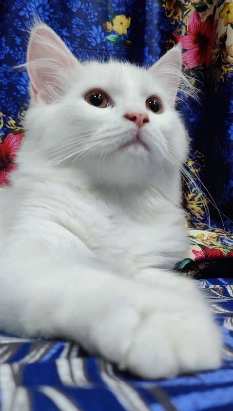 Persian baby cats 0