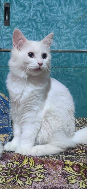 Persian baby cats 6