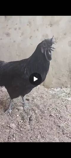 ayam cemani for sale