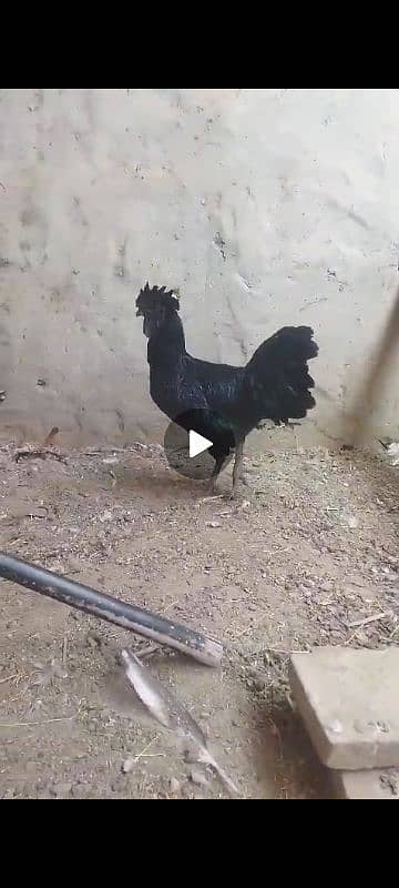 ayam cemani for sale 1