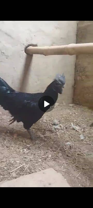 ayam cemani for sale 2