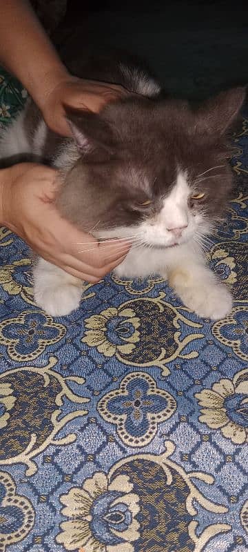 Persian male cat Hy beautiful male cat Hy 1