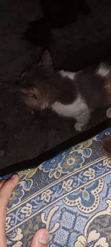 Persian male cat Hy beautiful male cat Hy 3