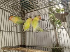 LoveBirds for Sale