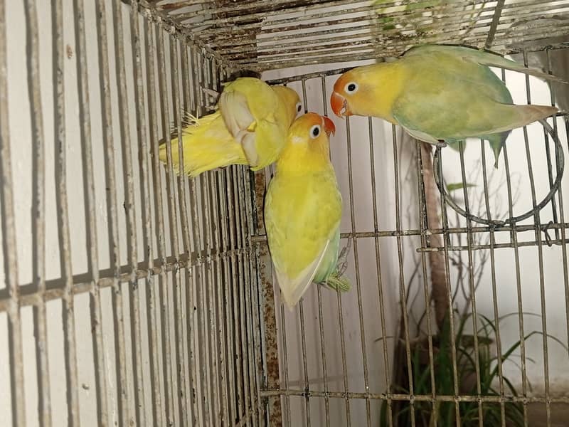 LoveBirds for Sale 2