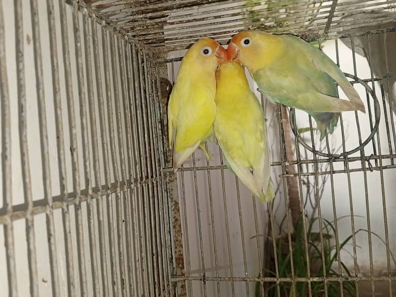 LoveBirds for Sale 3