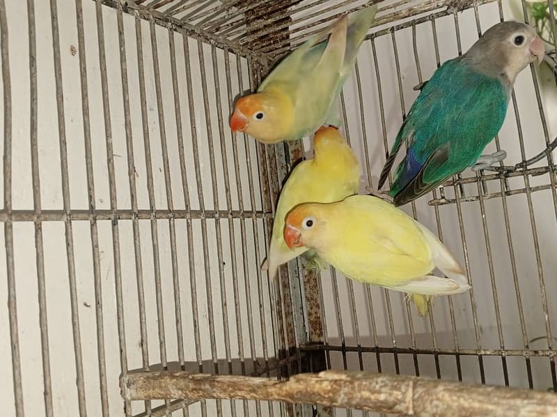 LoveBirds for Sale 4