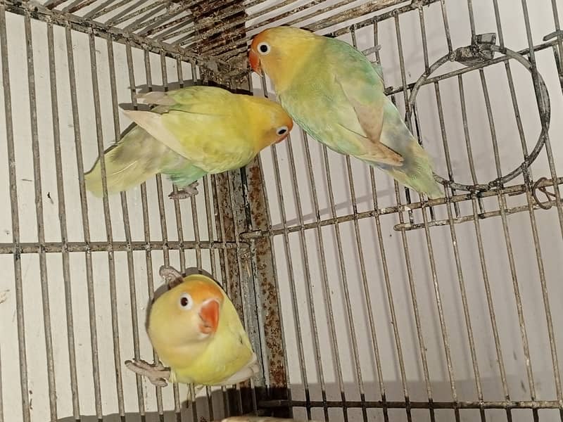 LoveBirds for Sale 6