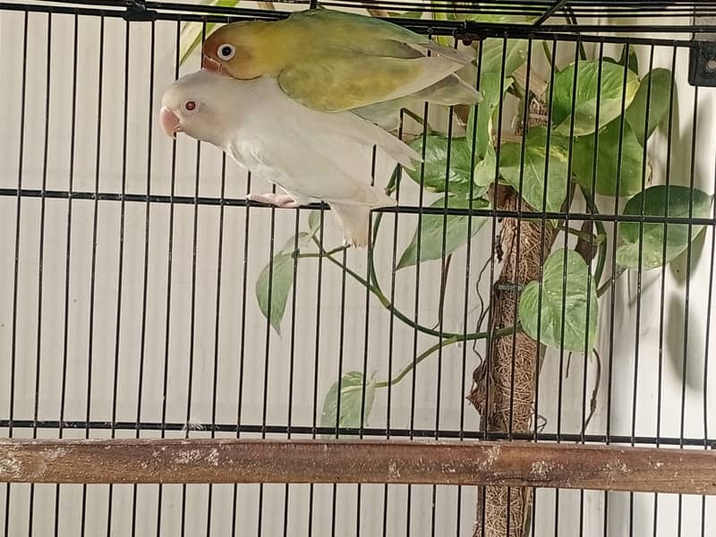 LoveBirds for Sale 7