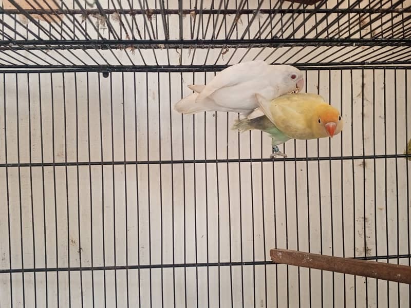 LoveBirds for Sale 9