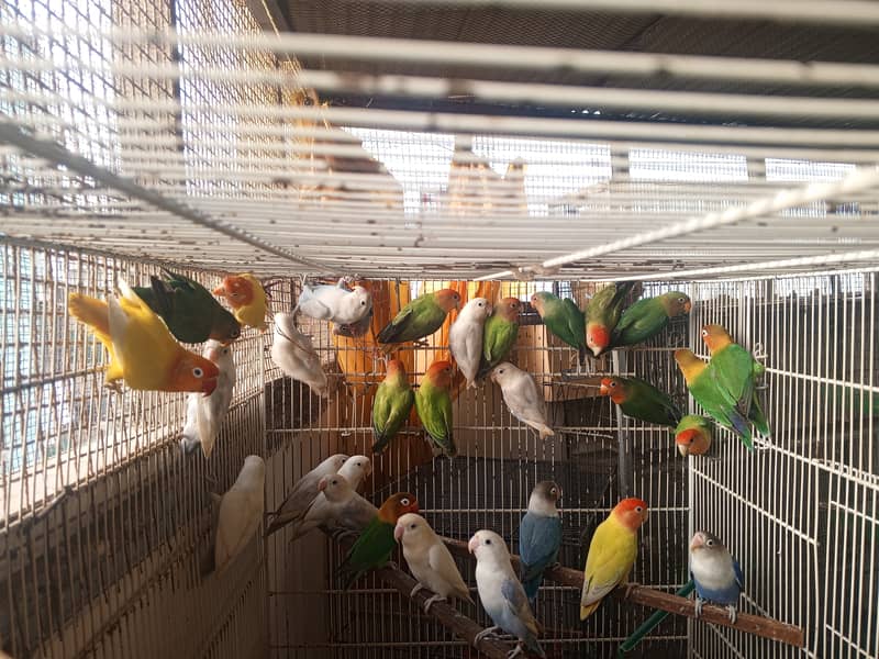 LoveBirds for Sale 12