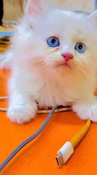 Persian Cat for sale my WhatsApp number 03238950275 0