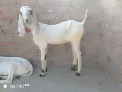 pair of goat's for sale/rajanpuri cross Bakra bakri 0