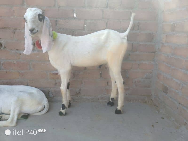 pair of goat's for sale/rajanpuri cross Bakra bakri 1