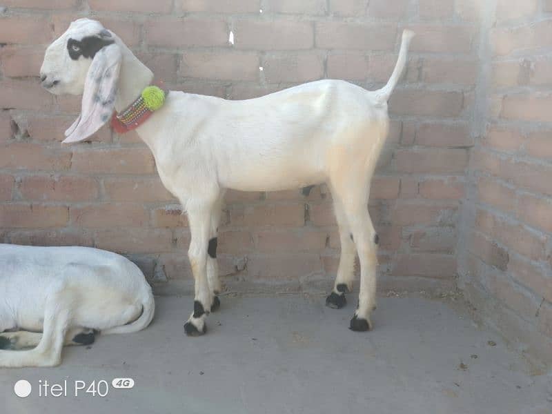 pair of goat's for sale/rajanpuri cross Bakra bakri 2