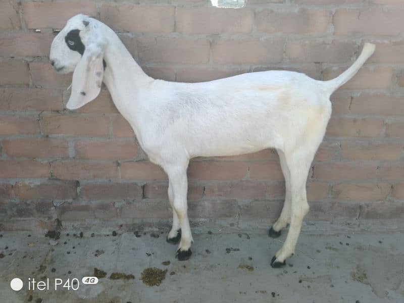 pair of goat's for sale/rajanpuri cross Bakra bakri 3