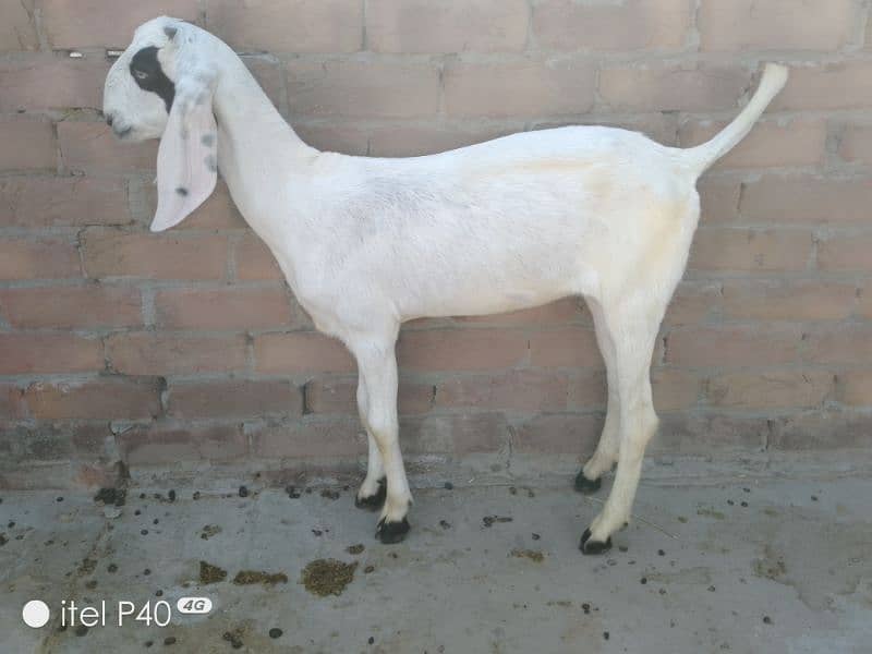 pair of goat's for sale/rajanpuri cross Bakra bakri 4