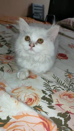 4 Months old Angora Persian Kitten, Long Coat, Curly coat