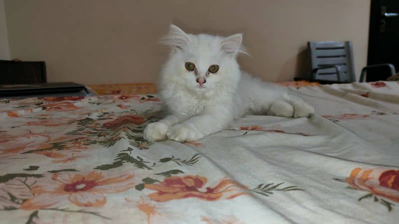 4 Months old Angora Persian Kitten, Long Coat, Curly coat 1