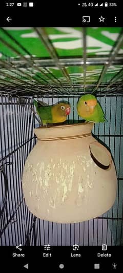 love birds 0