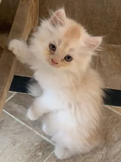 kitten