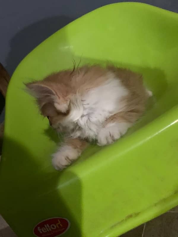 kitten for sale 3