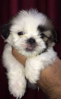 shih tzu puppies 0