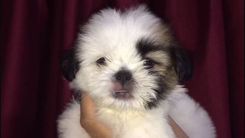 shih tzu puppies 1