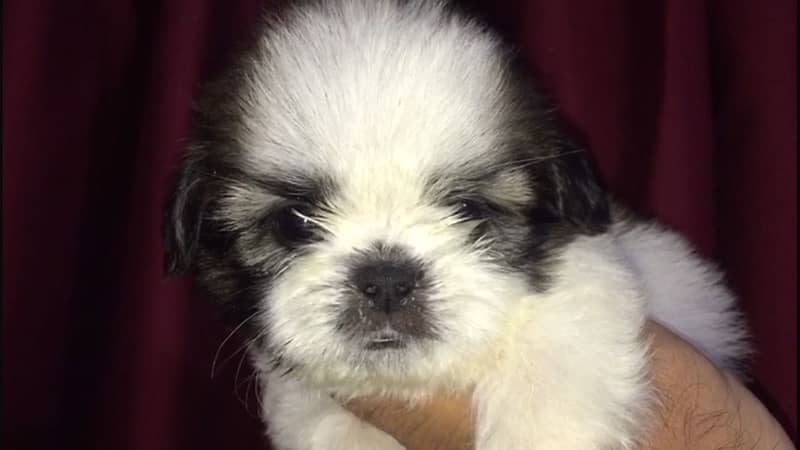 shih tzu puppies 2