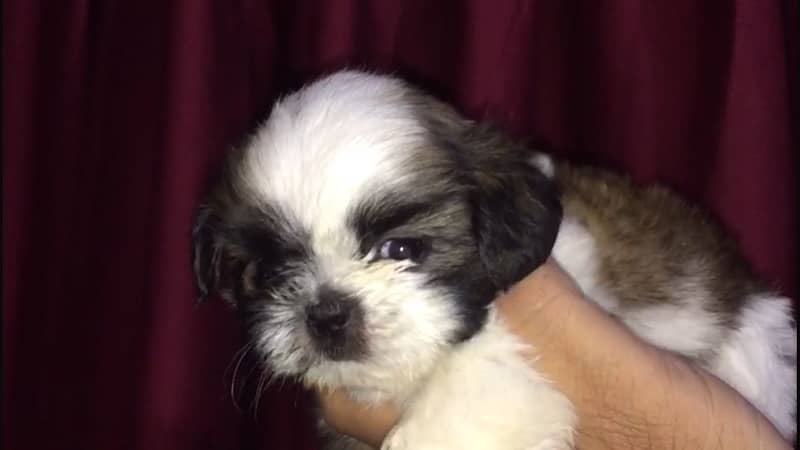 shih tzu puppies 3