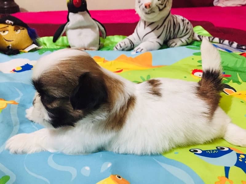 shih tzu puppies 6