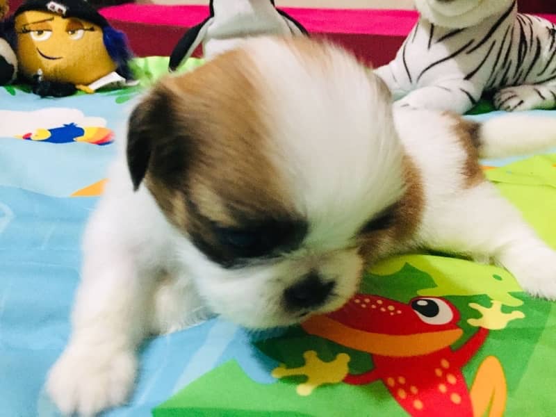 shih tzu puppies 7