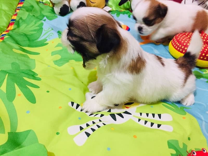 shih tzu puppies 8