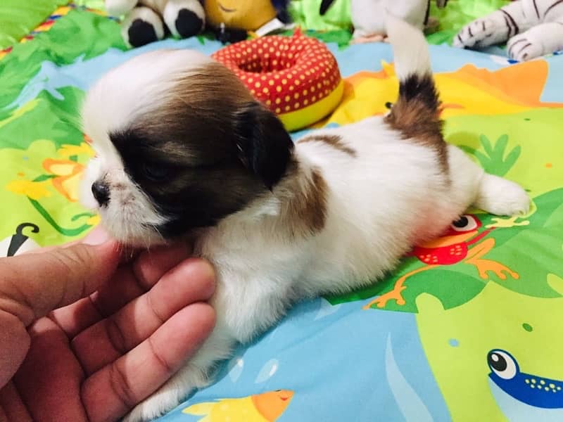 shih tzu puppies 9