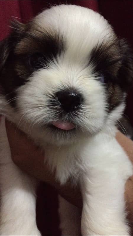 shih tzu puppies 10