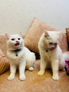 White Persian cats for sale (double Coat+Blue eyes)