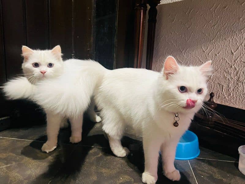 Blue eyes White Persian cats for sale in islamabad 1