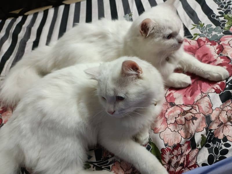 Blue eyes White Persian cats for sale in islamabad 2